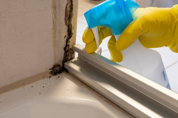 Trusted Northeast Ithaca, NY Mold Prevention & Removal  Experts