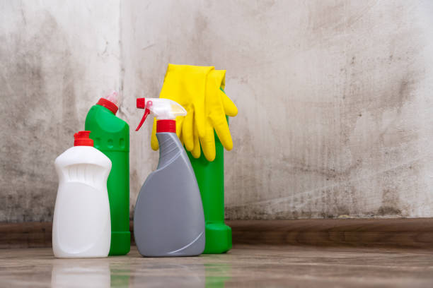 Why You Should Choose Our Mold Remediation Services in Northeast Ithaca, NY